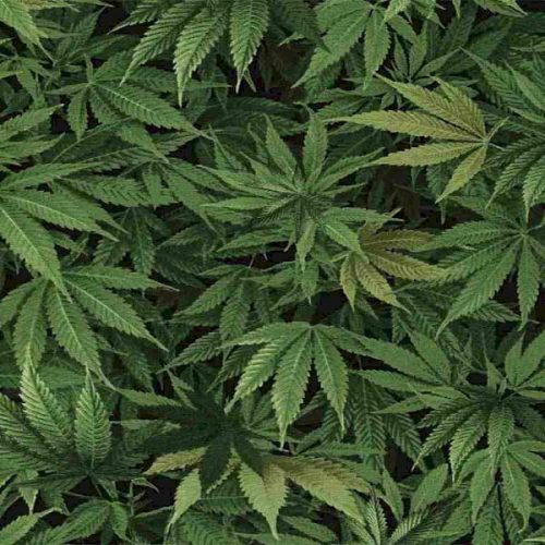 Cannabis Leaf C3819.Nature