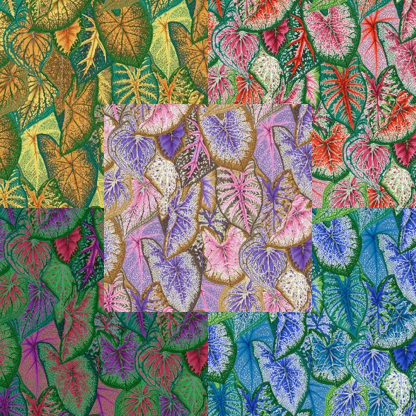 PJ108 Caladiums Philip Jacobs Category PJ108 Caladiums Philip Jacobs Category