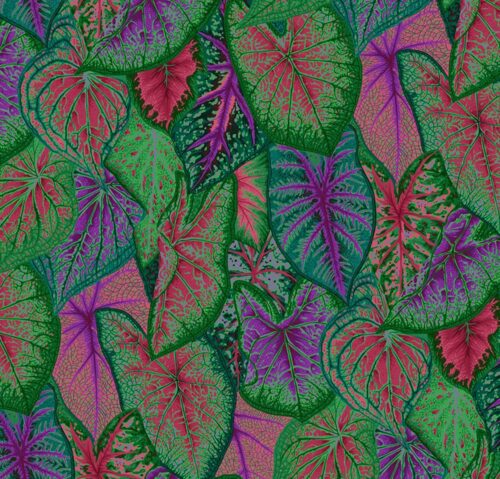 Caladiums PWPJ108.Dark Kaffe