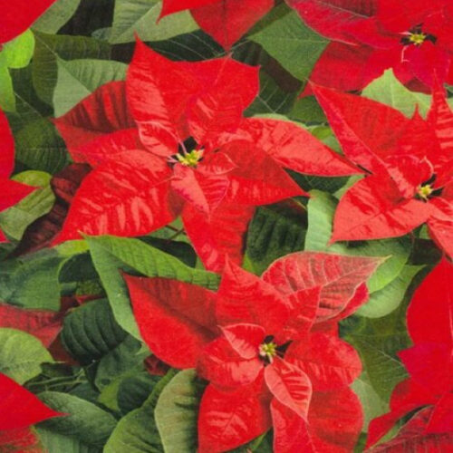 Traditional Poinsettia 54″ wide Christmas Print (DP0015)