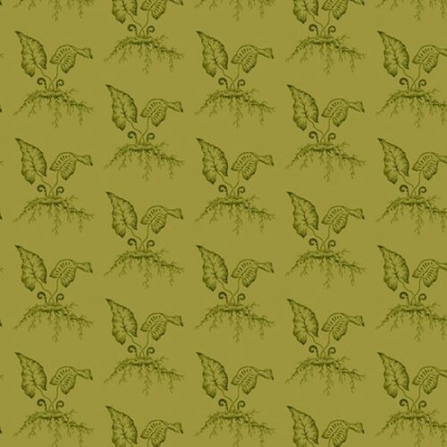 609.V Fiddleheads in Thyme