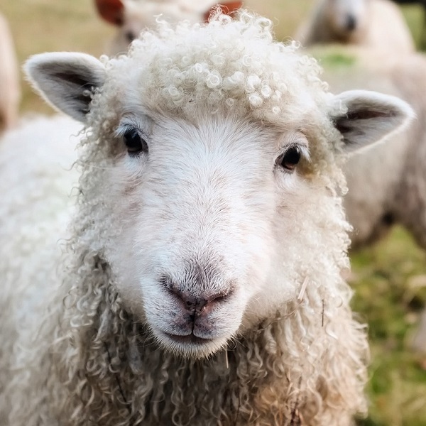 Wool & Cotton/Wool Wadding